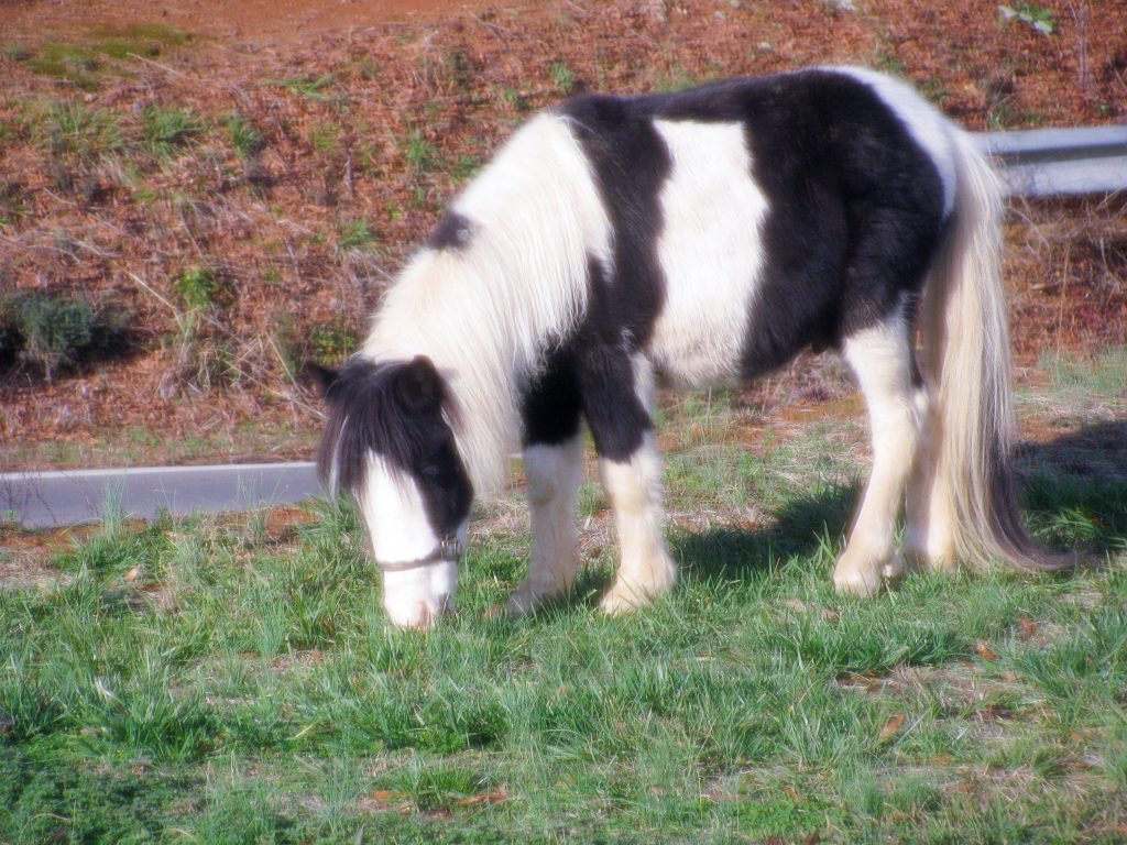 Jeff's Christmas Pony